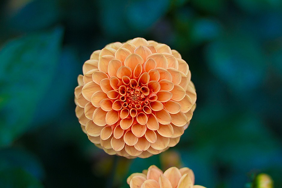 A single orange flower against a soft green background